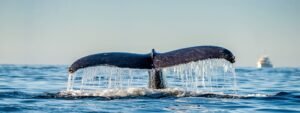 Avistamiento de ballenas en el Golfo de Panamá