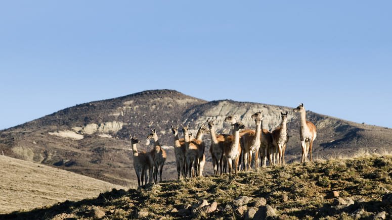 Safari 4x4 Patagonia argentina