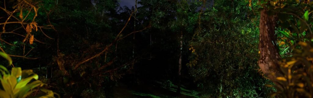 Tour nocturno café cacao caña azúcar
