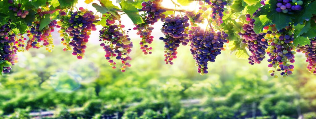 visita guiada bodega valle martello