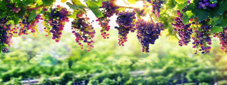 visita guiada bodega valle martello