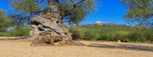 visita castillo ulldecona