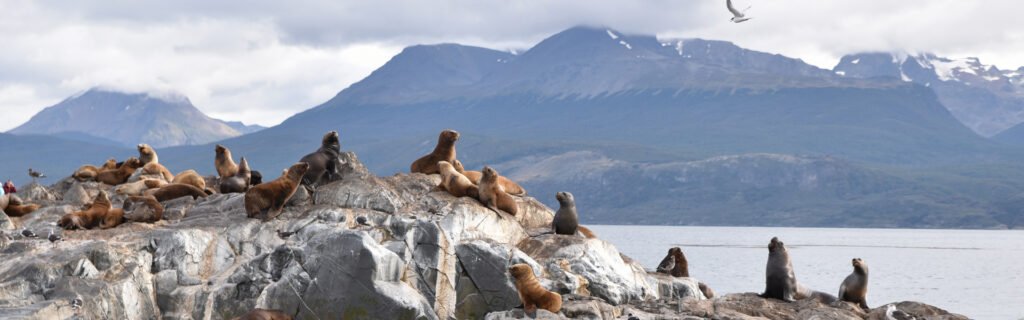 Catamarán por el canal Beagle y la isla de Lobos