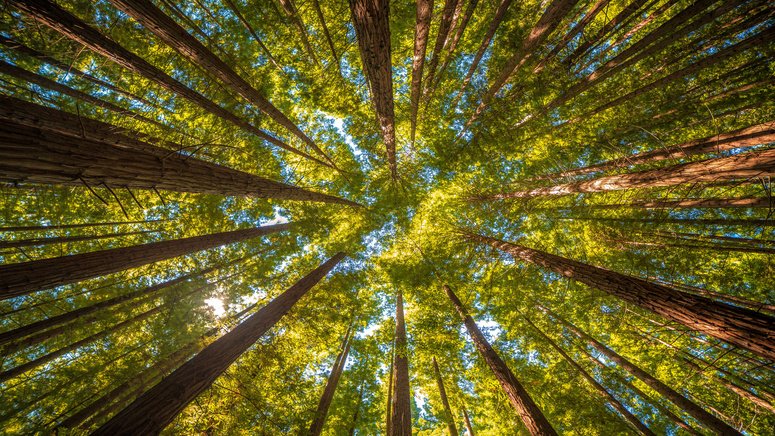 tour comillas bosque secuoyas cabezon sal