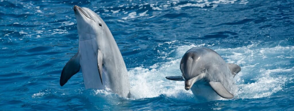 Disfruta de un avistamiento de delfines y ballenas