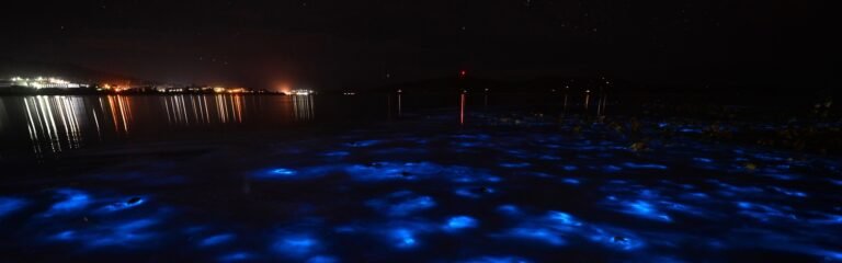 Paseo barco liberación tortugas Huatulco