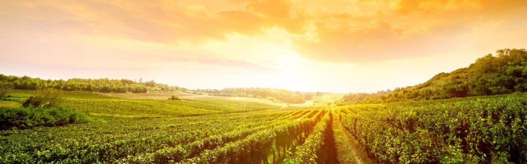 Visita a la bodega y menú a la parrilla en Guardiola de Font-Rubi