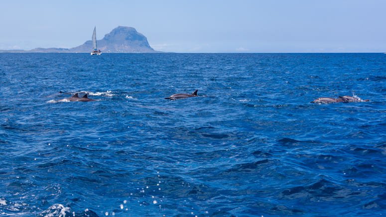 Avistamiento cetáceos desde catamarán
